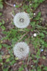 한국 인천시 남동구 인천대공원 입니다