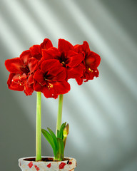 Red amaryllis in decorative pot, against striking shadow pattern on wall.