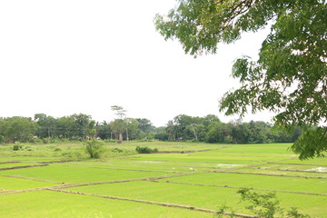 green field and trees