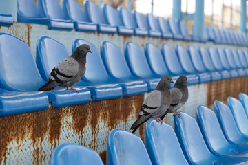 Pigeons sit in the empty stands of the stadium and watch a football match. Empty stands during the caronavirus pandemic.