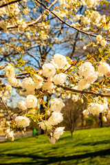Apple trees blossom in the park 