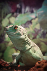 green iguana on the tree