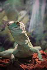 iguana in the forest