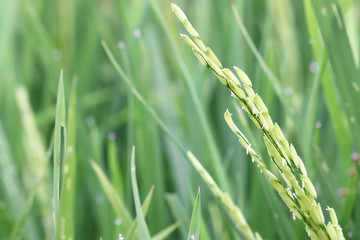 Rice fields of organic farmers