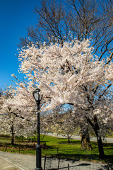 Fototapeta premium White Cherry blossom in Central Park New York 