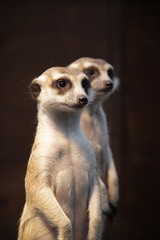 Fototapeta premium meerkat on guard