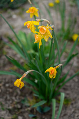 Drying narcissus flowers outside in the garden.