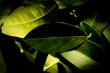 Cesto de vime com folhas de lim&atilde;o siciliano frescos para secar ao sol para fazer ch&aacute; para fortalecer a imunidade