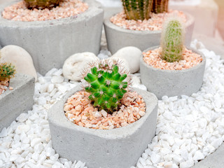 Green fresh cactus in pot.
