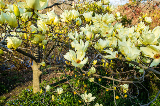 Yellow Magnolia Butterfly flowers blooming in the Spring