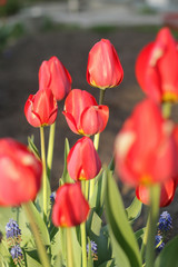 Red tulips with blurred background