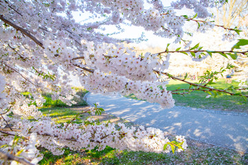 Cherry blossom bloom in New York City 