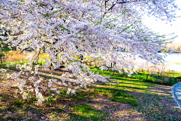 Cherry blossom bloom in New York City 