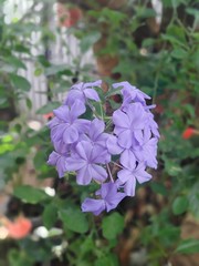 purple flowers in the garden