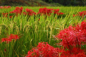 
 彼岸花_一言主神社 
