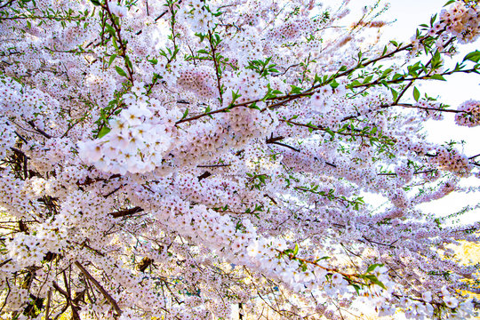 Cherry blossom bloom in New York City 