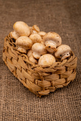 Young mushrooms in a wicker basket on a background of coarse homespun fabric. Close up.