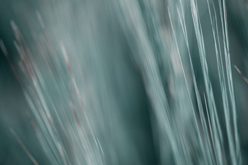 fly on ear of grass swaying in wind on summer meadow at sunny day 