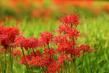 彼岸花_一言主神社