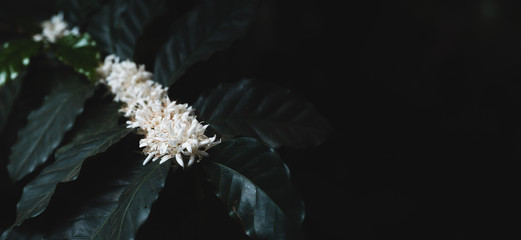 White coffee flowers on dark-toned coffee trees Coffee flower
