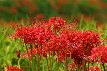 彼岸花_一言主神社