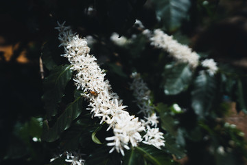 White coffee flowers on dark-toned coffee trees Coffee flower