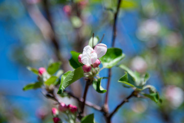 Fototapeta na wymiar Blossom apple flowers in the spring on the blurred garden background.