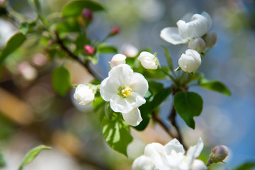 Blossom apple flowers in the spring.
