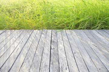 Rice green field with sunlight and wooden pathway