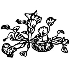 Black outline hand drawing vector illustration of an aquatic decorative plant with roots transplanting in the ground in aquarium isolated on a white background