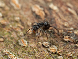 Macro Photo of Black Garden Ant on Tree Bark