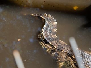 Close up Tail of Crocodile was Floating in The Swamp