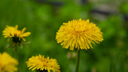 Naklejka premium Close up flowers yellow dandelions. Yellow dandelions. Bright dandelion flowers on the background of green spring meadows.