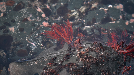 red algae underwater background from above. Background and surface texture. Seaweed in ocean water.