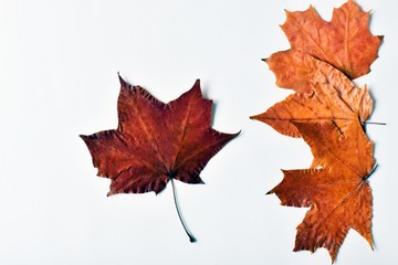 autumn texture. maple leaves on a white background. autumn still life. warm tones of autumn. Canada Day, back to school. Place for text.