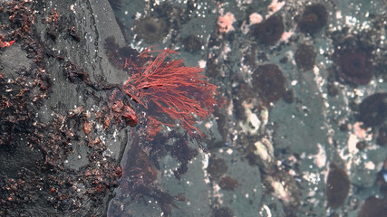 red algae underwater background from above. Background and surface texture. Seaweed in ocean water.