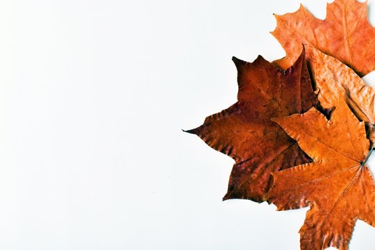 Autumn texture. colorful maple leaves. autumn still life of autumn leaves on a white background. place for text. Canada Day, school.