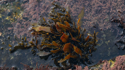 brown seaweed underwater background from above. Background and surface texture. Seaweed in ocean water.