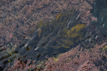brown algae underwater background from above. Background and surface texture. Seaweed in ocean water.