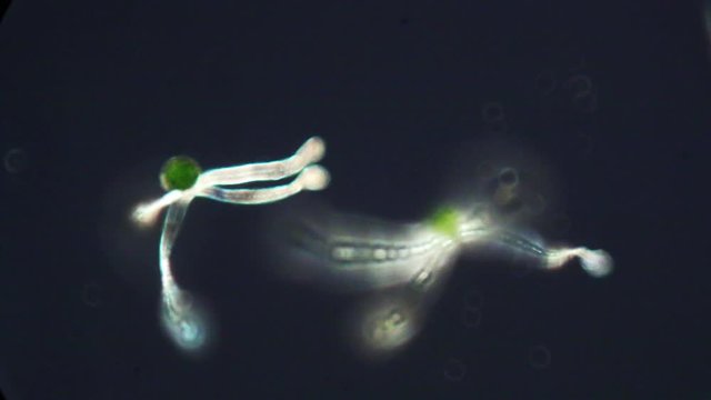 Elaters on spores of the horsetail, Equisetum, help in dispersal..
