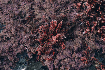 close up red seaweed growing on an ocean reef. View from above. Background and surface texture. Seaweed in ocean water.