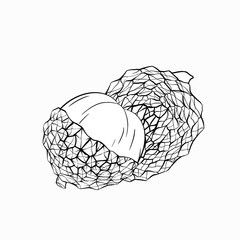 Sketch lychee tropical fruit illustration on a white background. Whole and half berries. Exotic delicious delicacy. Vector outline object for menus, recipes and your design.