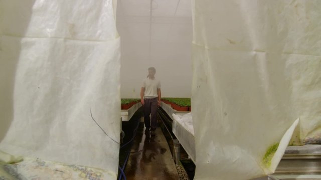 WS TS Man and woman walking in greenhouse and looking at plants