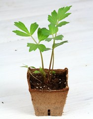 Young Lovage seedling, lat. Levisticum officinale. Small sprout growing in the biodegradable pot, white wooden table.