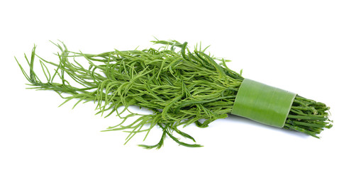 Climbing Wattle, Acacia, Cha-om on white background