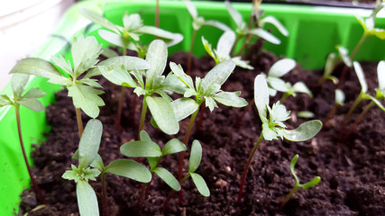 small green seedlings of tagetes - plants for gardening