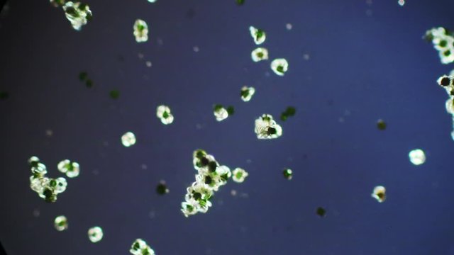 Elaters on spores of the horsetail, Equisetum, help in dispersal..

