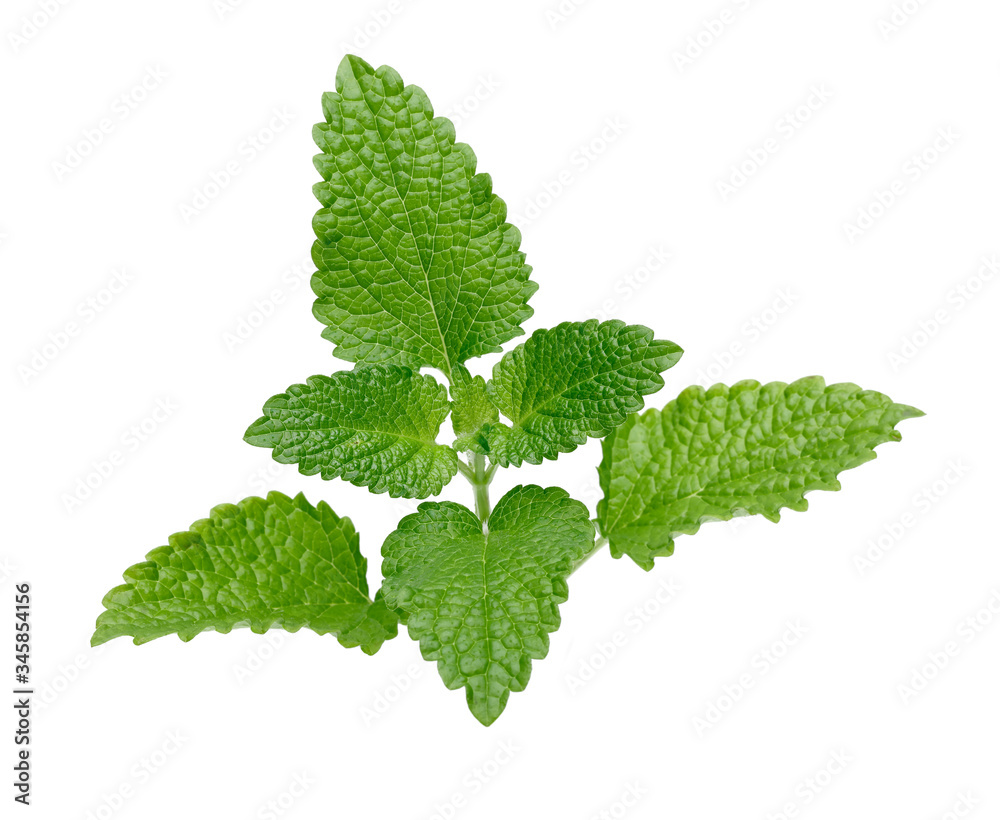 Poster bunch of lemon balm or melissa plant isolated