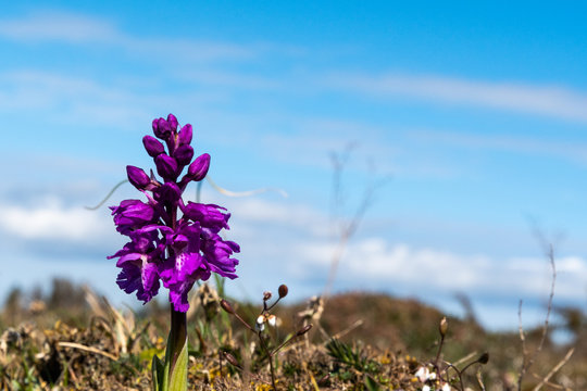 Beautiful purple wild orchid in a plain landscape