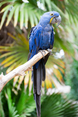 Hyacinth macaw perching © cynoclub